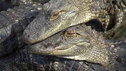 Wall Mural - Alligators breeding farm. A stack of alligators. Crocodiles are basking in the sun on a crocodile farm. Many alligators are on top of each other.