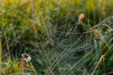 Wall Mural - Huge cobweb with holes in the center