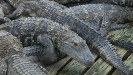 Wall Mural - Alligators breeding farm. American Alligator - Alligator mississippiensis. Alligators farm lots of aligators angry background.
