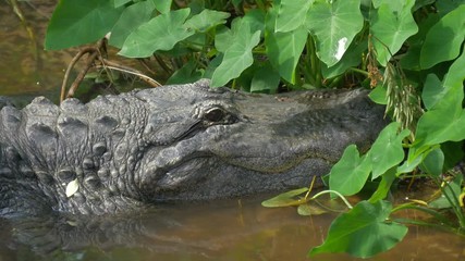Wall Mural - Large menacing American alligator. Alligator close up portrait. American Alligator - Alligator mississippiensis. Crocodiles dangerous animals.