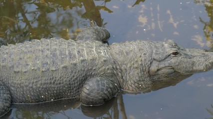 Wall Mural - Large crocodile lies in the water. Panorama over the body of a crocodile. Panning shot of an alligator laying in the swamps. Alligator is a large crocodile in the water.