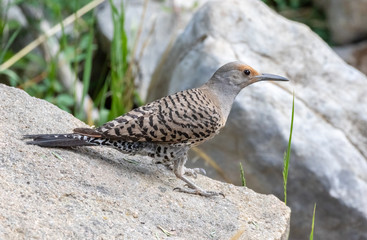 Wall Mural - Northern flicker female at Capulin Spring, Sandia Mountains, New Mexico