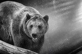 Fototapeta Pokój dzieciecy - Brown bear in artistic processing