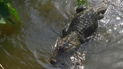 Wall Mural - Alligators male and female during mating period mate in water. Gator mating season in Florida. Crocodile mating. Alligators in a swamp in Florida.