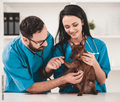 Fototapeta na szkło Young veterinarians in vet clinic