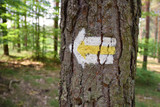 Fototapeta  - Strzałka, oznaczenie szlaku w lesie