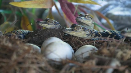 Wall Mural - Newborn alligator near the egg laying in the nest. Little baby crocodiles are hatching from eggs. Baby alligator just hatched from egg. Alligator hatchlings emerge.