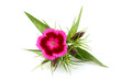  Dianthus barbatus.Pink sweet William flower isolated.