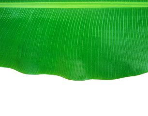 Canvas Print - Banana leaf isolated on white background