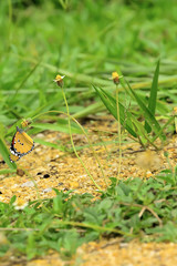 Wall Mural - Butterflies are caught on the flowers.