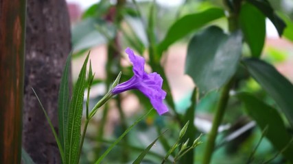 Poster - Ruellia Tuberosa flower in the garden.
