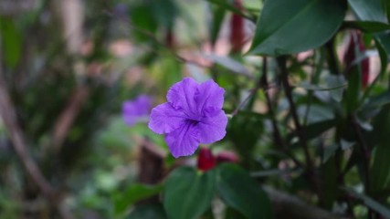 Wall Mural - Ruellia Tuberosa flower in the garden.

