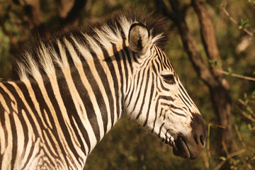 Wall Mural - Close-up of Zebra 