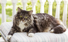 Maine Coon Cat On Porch