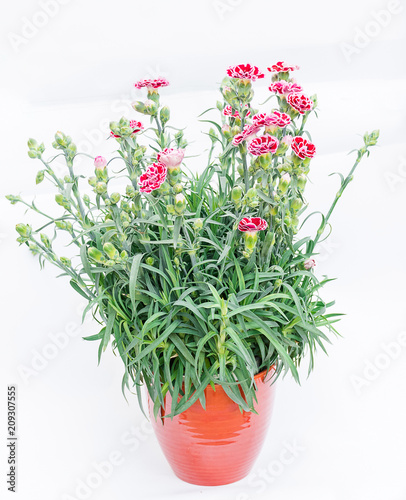 Plant Flower Dianthus Name Sugar Plum In Ceramic Orange Pot With Blooming Double Pink And White Flower Wavy Petals Highly Scented And Green Leaves Charming Evergreen Flower For Garden In Summer Stock