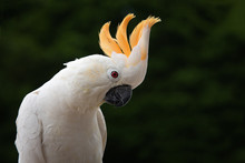 A Close Up Of A Citron-crested Cockatoo Against A Dark Back Ground With Its Head Feathers Erect Displaying And Looking Down To The Right With Text Space