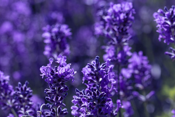 Canvas Print - field lavender morning