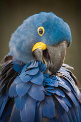 Poster - An upright vertical close up photo of a hyacinth macaw preening its wing feathers