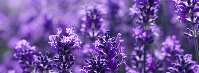 Wall Mural - field lavender morning