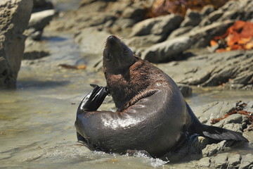 New Zealand. Seal  rest on the shore