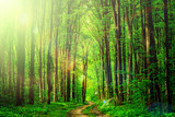 Fototapeta Krajobraz - forest trees. nature green wood sunlight backgrounds. sky