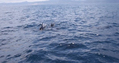 Wall Mural - pilot whales, cetaceans in the family Globicephala, or blackfish, swimming in the ocean Atlantic, in Strait of Gibraltar, next to Mediterranean Sea, between Spain and Morocco, Europe and Africa 
