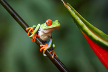 Agalychnis Callidryas,tropical Red-eyed Tree Frog, Non-toxic,colorful Arboreal Frog With Red Eyes And Toes,vibrant Green Body And Blue Feets, Sitting On Diagonal Twig Against Rainforest Background