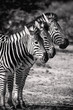 Three Zebra in a row. Black & White Safari Animals