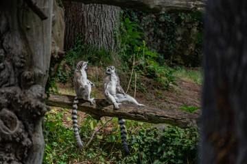 Wall Mural - lemur monkey while spreading arms to the sun