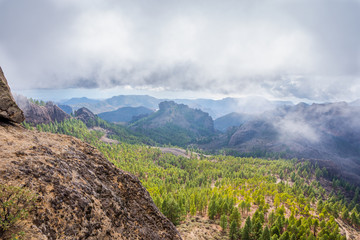 Wall Mural - Pine forest, Gran Canaria, Spain