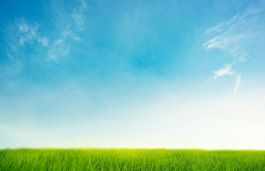 clear blue sky with green grass for background design