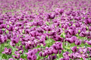  Purple poppy blossoms in a field. (Papaver somniferum). Poppies, agricultural crop.