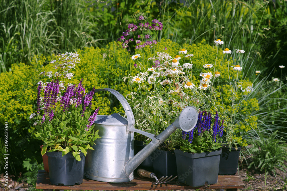 Garden works - planting and care of perennials / Salvia Sensation Deep Rose & Salvia Marcus & Anthemis - obrazy, fototapety, plakaty 