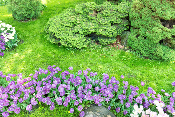 Wall Mural - Flowerbed with purple and pink flowers tulips and green grass