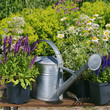 Garden works - planting and care of perennials / Salvia Sensation Deep Rose & Anthemis