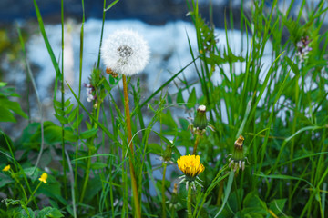 fluffy dandelion in a field close