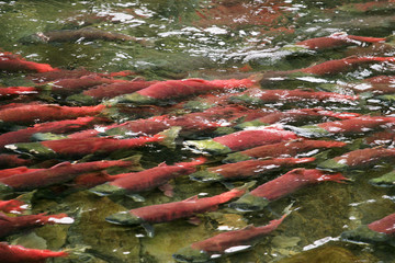 Red saukeye salmon on their annual spawning run