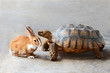 rabbit and turtle.