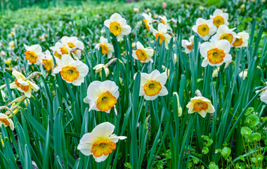 Poster - White narcissuses at the Keukenhof spring garden, the Netherlands.