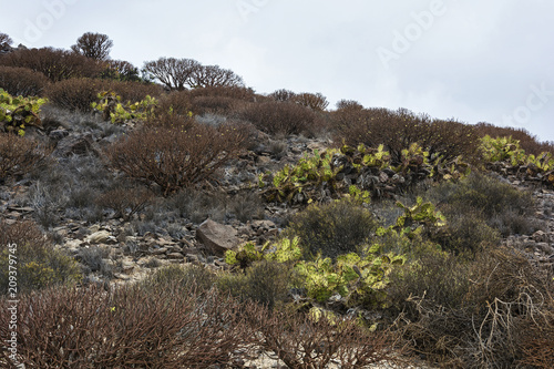 Fotografia, Obraz Broadleaf cacti and dry branches grow on rocky soil