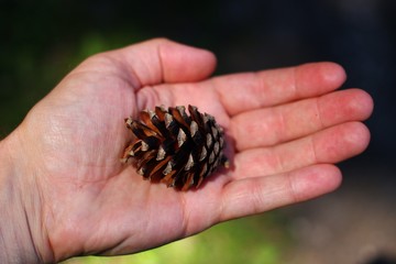 Canvas Print - Hand holding black pine