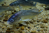 Fototapeta  - Fish : Boeseman croaker (Boesemania microlepis)