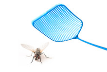 Blue Flyswatter Attacking  A Fly Isolated On A White Background, Copy Space