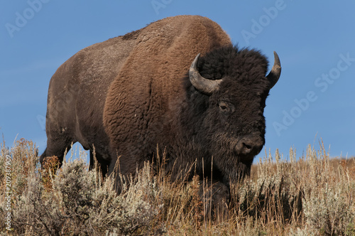 Fotografie, Obraz Lone bull bison coming over a hill; Yellowstone NP; Wyoming