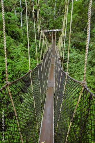 Fototapeta most wiszący  most-drzewa