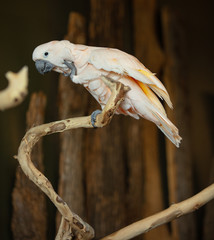 Wall Mural - salmon crested cockatoo waves at you