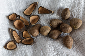 Close up of seeds of Murumuru (Astrocaryum murumuru Mart), a species of Amazon nuts used in the manufacture of cosmetics.