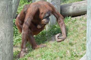 Wall Mural - Orangutan in the outdoors