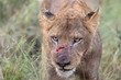Lion with fresh wound from fight