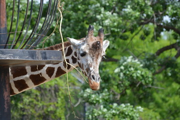 Sticker - Head of a giraffe